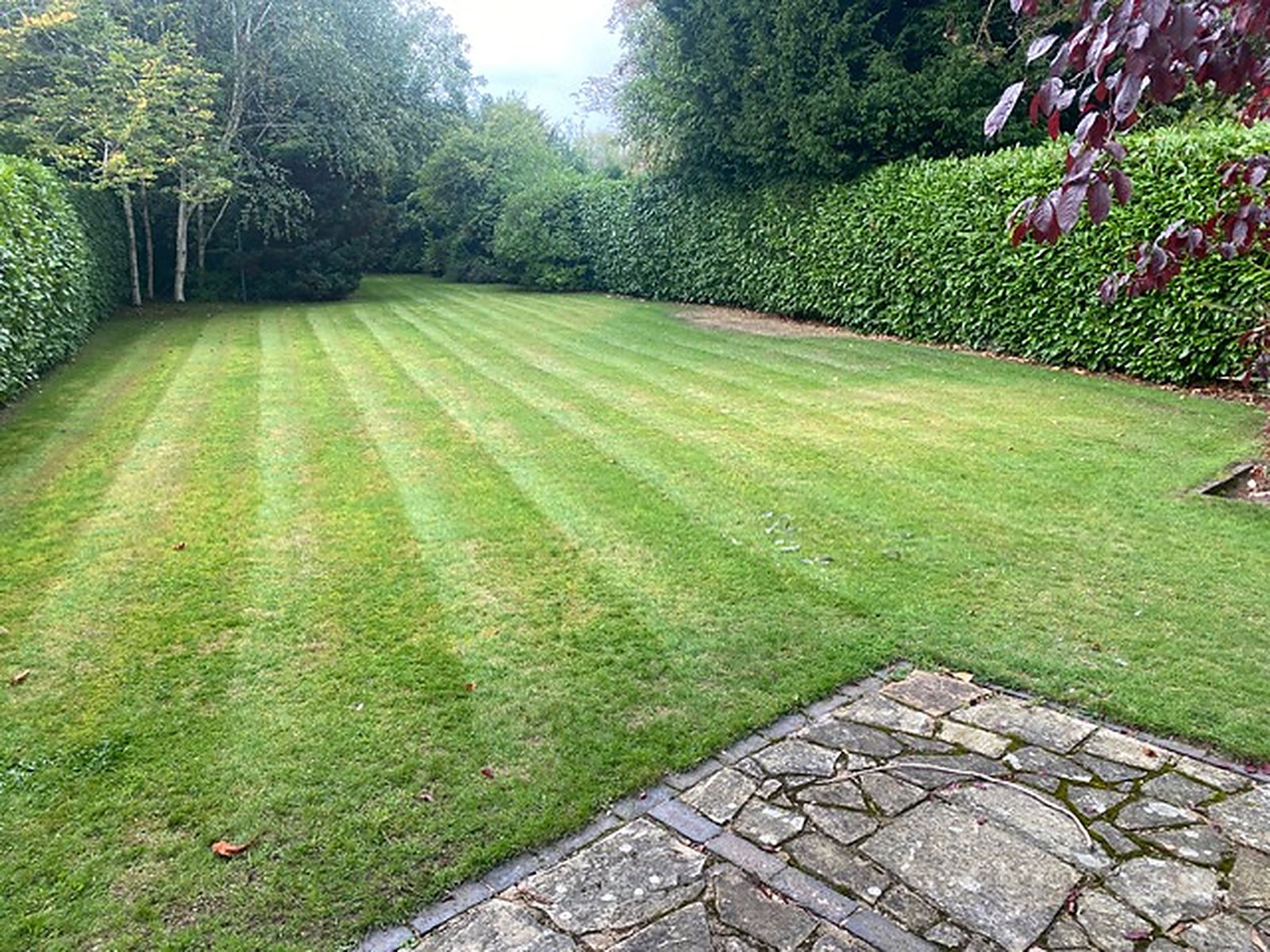 A back lawn cut to even stripes and edged against the paving, with the boundary hedge squared off behind it — real work by SJT Garden and Property Maintenance