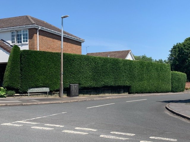 A long conifer run, cut square