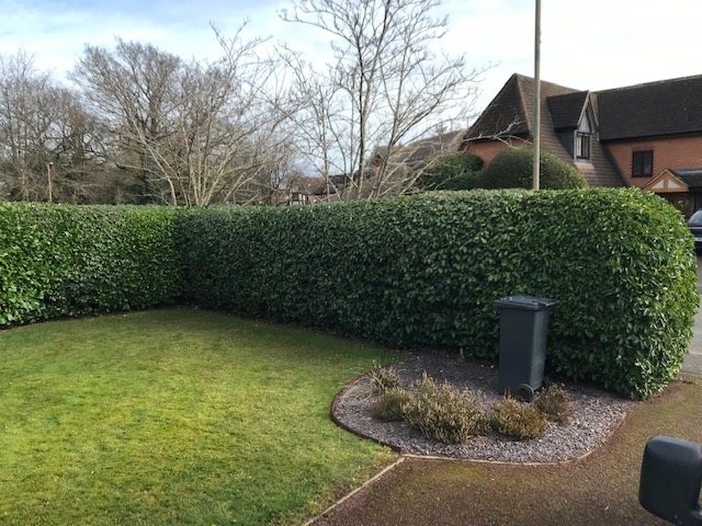 A curved laurel hedge reshaped to a clean face and top, the lawn cut and the island bed edged — the whole front of the garden tidied in one visit.