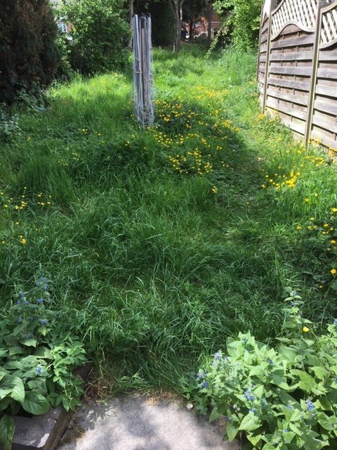 Before: a side garden left to itself — knee-high grass, weeds through the paving and a fence line lost in the growth.
